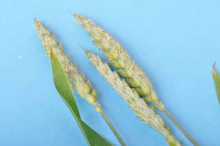 Wheat ears in bloom on a blue backgroundの写真素材