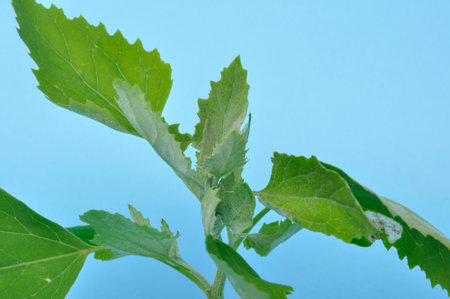 Atriplex hortensis, Chenopod on a blue background