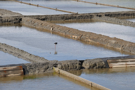 Aveiro salt marshes in Portugalの写真素材