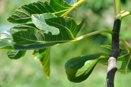 Figs in a garden in Brittanyの写真素材