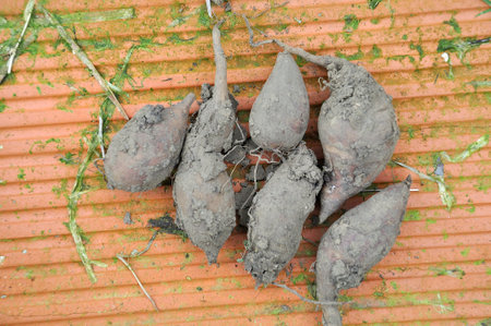 Yacon harvest in a gardenの写真素材