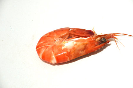 tropical shrimp on white backgroundの写真素材