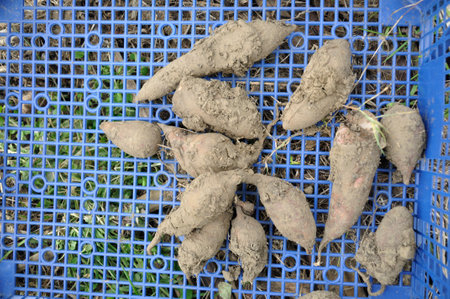 Yacon harvest in a gardenの写真素材