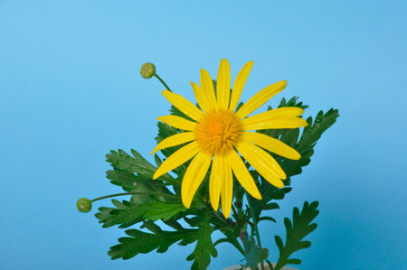 savannah daisies on a blue backgroundの写真素材