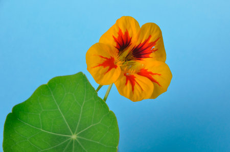nasturtiums on a blue backgroundの写真素材