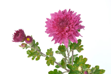 Pink chrysanthemum on a white backgroundの写真素材
