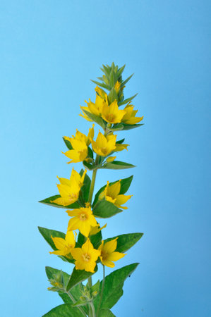 Lysdimachus on a blue background studio shotsの写真素材