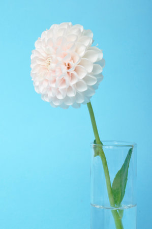 Dahlia pompom on blue backgroundの写真素材