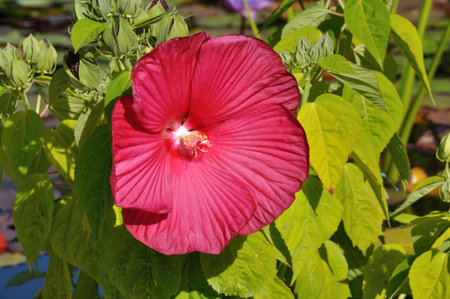 red hibiscus of the marshes flowersの写真素材