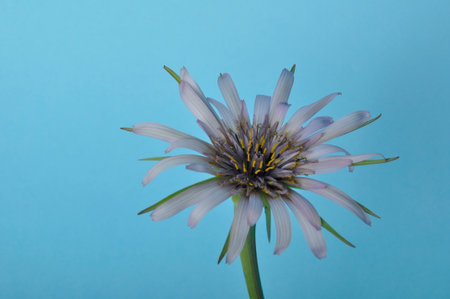 A delicate salsify flowerの写真素材