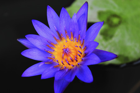 purple lotusの写真素材