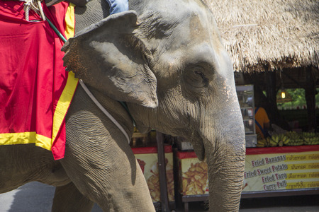 thai elephant in zooの写真素材