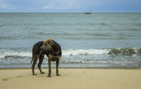 the dog standing in front of the seaの写真素材