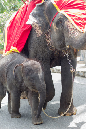 baby and mother elephants in zoo, cute elephantの写真素材