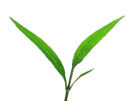 young plant on white background, isolated backgroundの写真素材