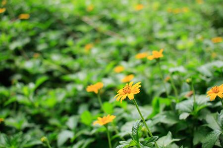 grass with yellow flowers in the gardenの写真素材