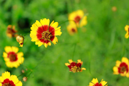 Spring background with yellow and red  flowers