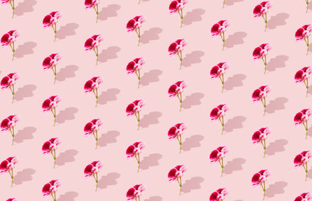 Spring flowers the color of magenta with a shadow in the corner on pastel pink background. Trendy creative minimal concept with copy space.の写真素材