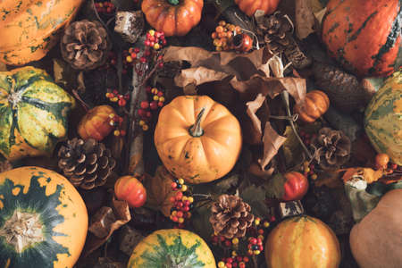 Autumn creative composition of pumpkin, dried leaves, zucchini, cones. Natural october colorful...