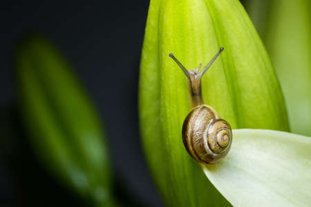 Picture of snail on the green leafs and flowers.の写真素材