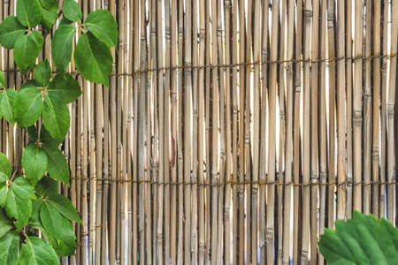 Bamboo material wall framed with green leafs.の写真素材