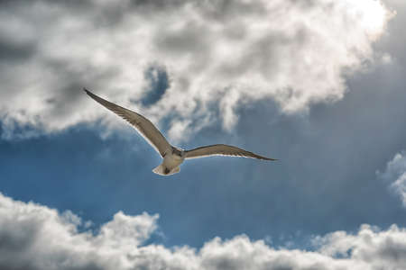 Flying seagulls in the blue sky close-up.の写真素材