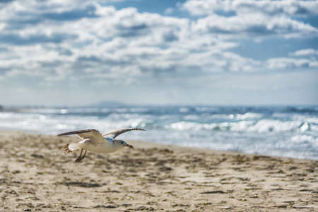 Flying seagulls in the blue sky close-up.の写真素材