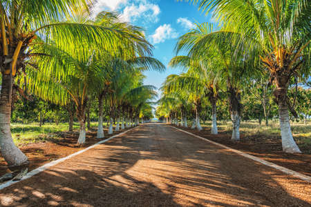 Picture of beautiful tropical alley of coconut trees.の写真素材