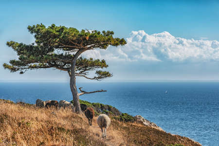 Picture of sea overview with lonely tree and sheeps hiding in the shade.の写真素材