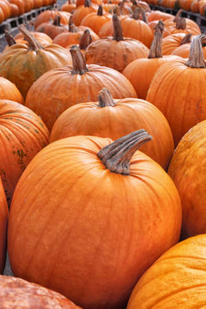 Decorative orange pumpkins on display at the farmers market in Sweden. Orange ornamental pumpkins in...