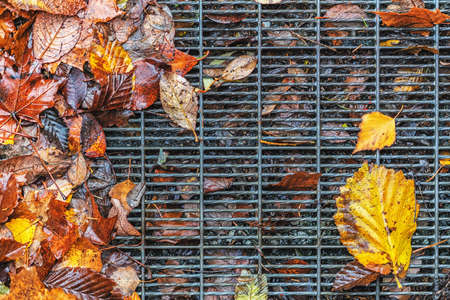 Picture of green and yellow autumn leaves on the metallic grill