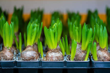 Picture of small colorful tulips at the street market