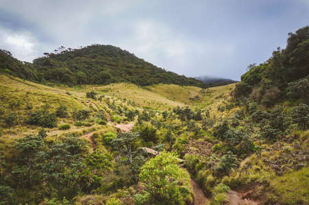 Landscape picture of Sri Lanka fields and trees, tonedの写真素材