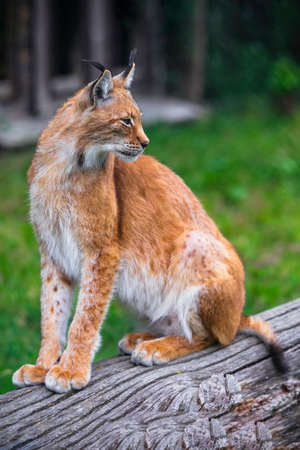 Lynx in the forest. Sitting Eurasian wild cat on green mossy stone, green in background. Wild cat in...
