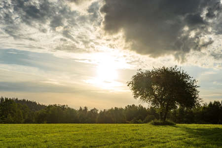 Sunset Or Sunrise In Forest Landscape. Sun Sunshine With Natural Sunlight And Sun Rays Through Woods Trees In Summer Forest.の写真素材
