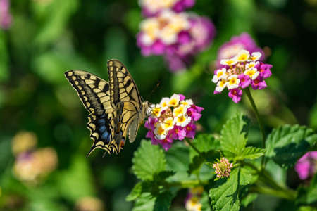 Swallowtail butterfly sitting on the flower with green backgroundの写真素材