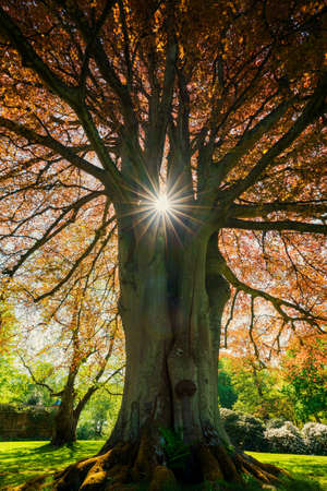Sunstar shining through a beautiful tree in the parkの写真素材