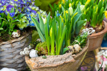 Spring flowers sold on the street. Flowers in ceramic pots. Easter fair on the streets of Vienna, Austriaの写真素材