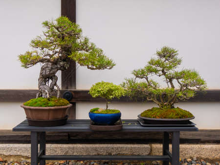 set of Japanese bonsai trees in pot at zen garden. Bonsai is a Japanese art form using trees grown in containersの写真素材