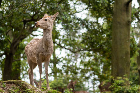 Sweet Little Deer Kid Fawn Looking to the Side with Sunshine in the forestの写真素材