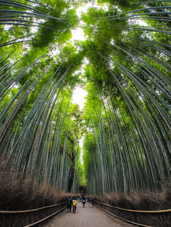 Path in bamboo forest, Arashiyama, Kyoto Japanの写真素材
