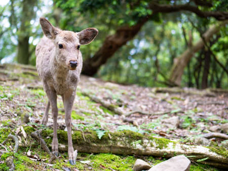 Sweet Little Deer Kid Fawn Looking to the Side with Sunshine in the forestの写真素材