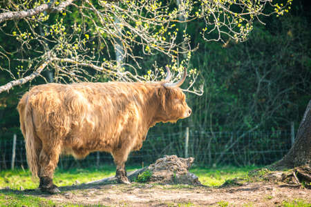 Picture of single young brown highland cattle with blurred backgroundの写真素材