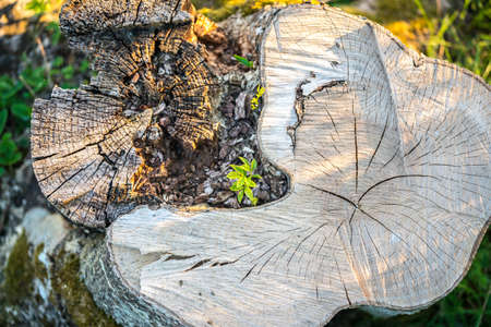 Picture of New Life concept with seedling growing sprout on the stump.の写真素材