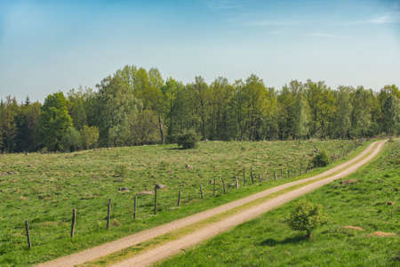 Picture of Field winding road through the green meadow