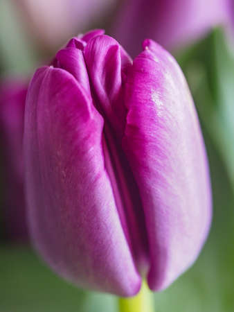 Closeup colorful tulips flowers growth in fresh spring at holiday warm sunlight in the farm.の写真素材