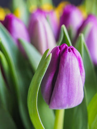 Closeup colorful tulips flowers growth in fresh spring at holiday warm sunlight in the farm.の写真素材