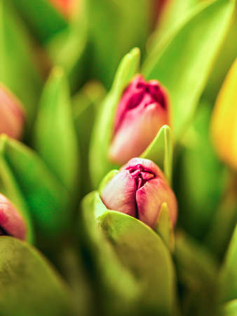 Closeup colorful tulips flowers growth in fresh spring at holiday warm sunlight in the farm.の写真素材