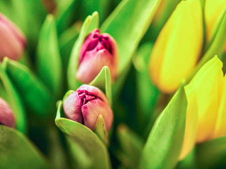 Closeup colorful tulips flowers growth in fresh spring at holiday warm sunlight in the farm.の写真素材
