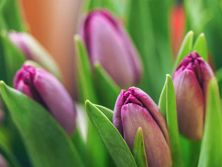 Closeup colorful tulips flowers growth in fresh spring at holiday warm sunlight in the farm.の写真素材